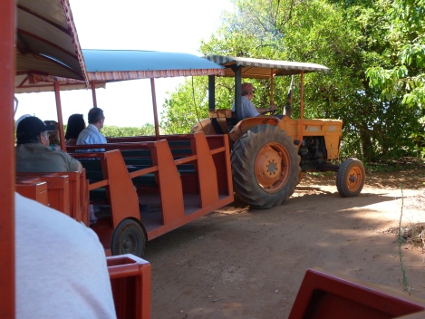 The tractor-train turns into the orchard