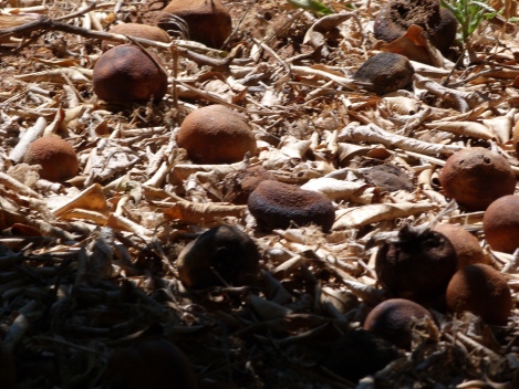 Fallen fruit is left in place as a natural fertiliser