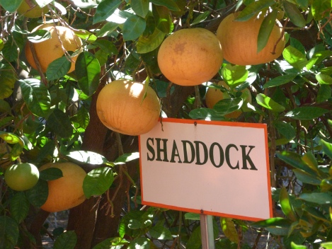 Cantaloupe sized Shaddock oranges from China