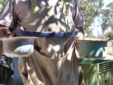 A "gun-picker's" apron with hooks on the side and chamber pots to propogate the pee on the tree method of growing citrus