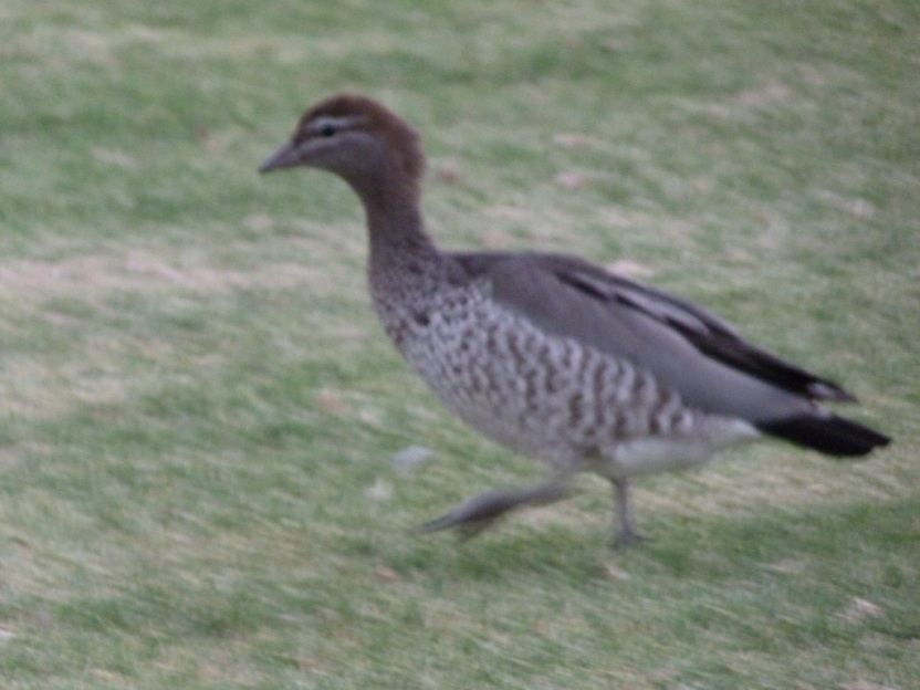 Mallee fowl
